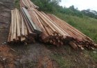 Polres Solok Selatan Dalami Dugaan Penyalahgunaan Izin Usaha Kayu dan Illegal Logging